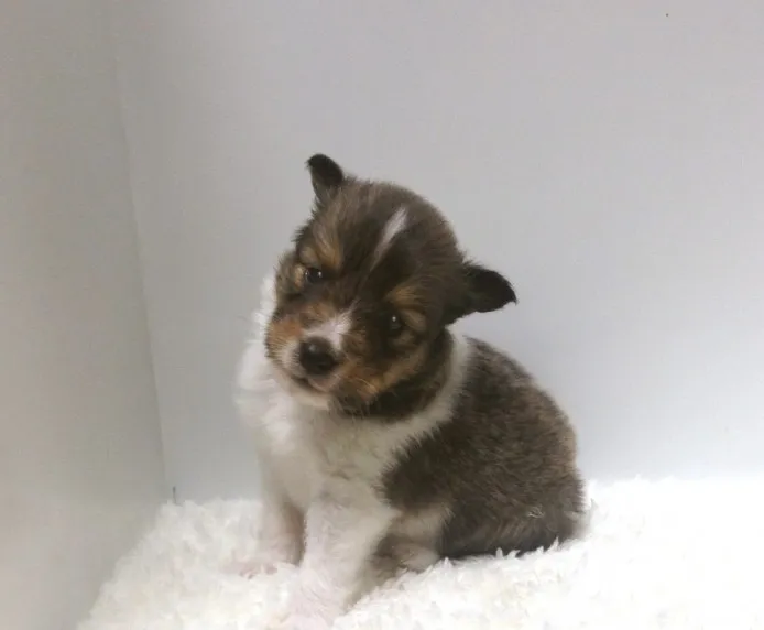 ID:1408-00711の子犬
