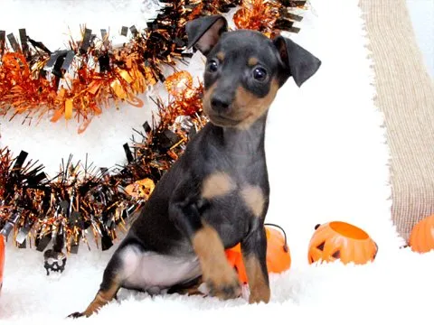 ID：1409-01397の子犬