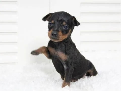 ID：1502-00680の子犬