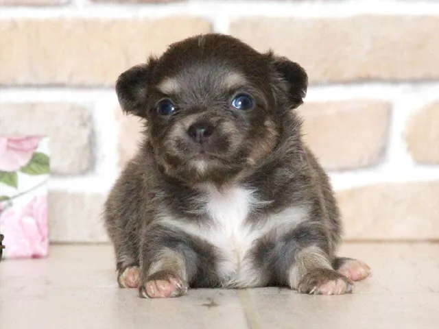 ID:1609-00190の子犬