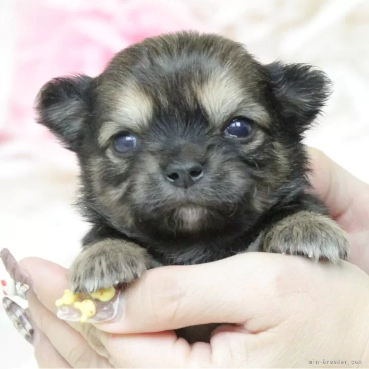 ID：2402-04840の子犬