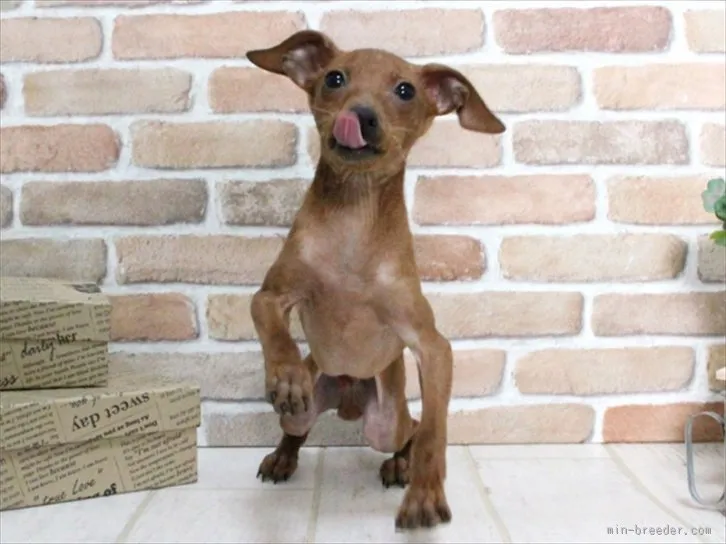 ID:1509-00118の子犬