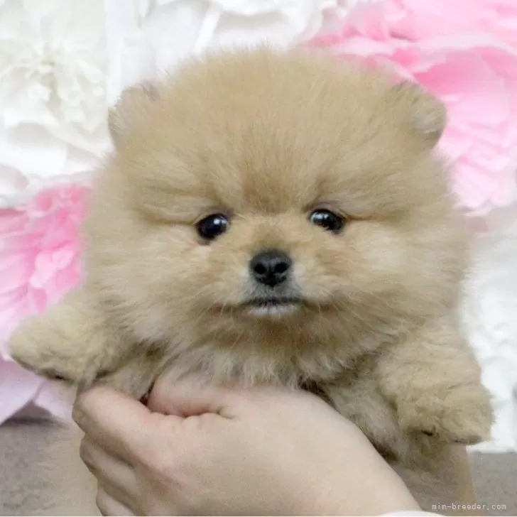 ID:2311-05534の子犬