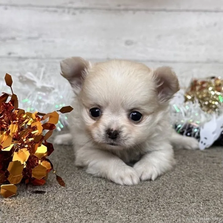 ID：2309-06038の子犬