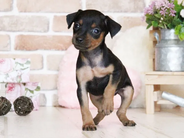 ID：1609-00189の子犬