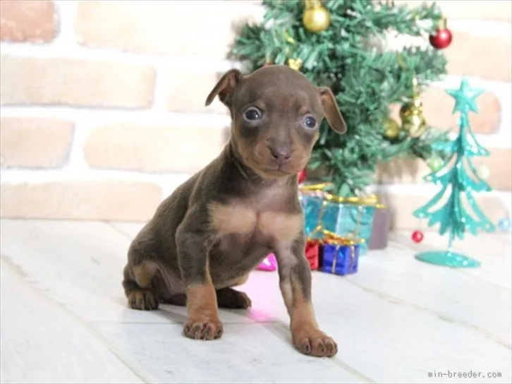 ID:1511-01506の子犬