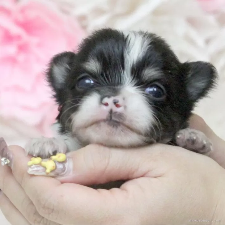 ID：2402-04843の子犬