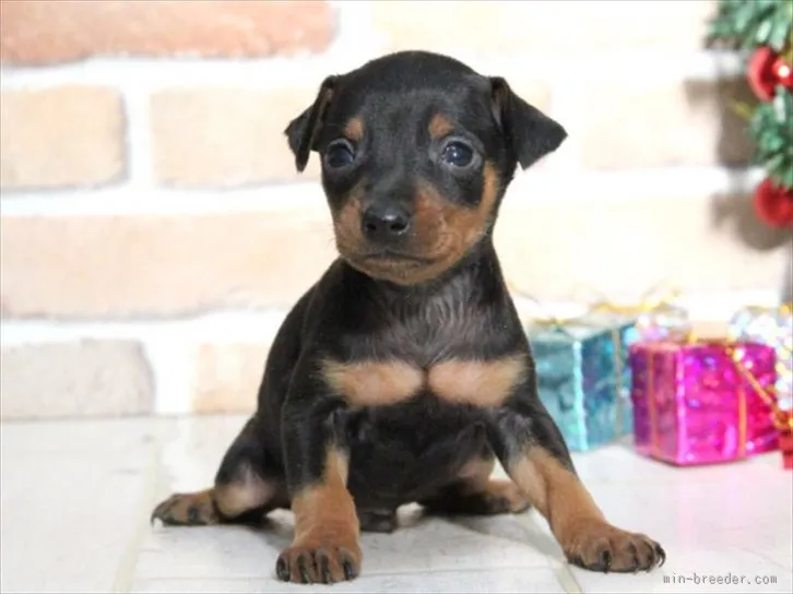ID：1511-01508の子犬
