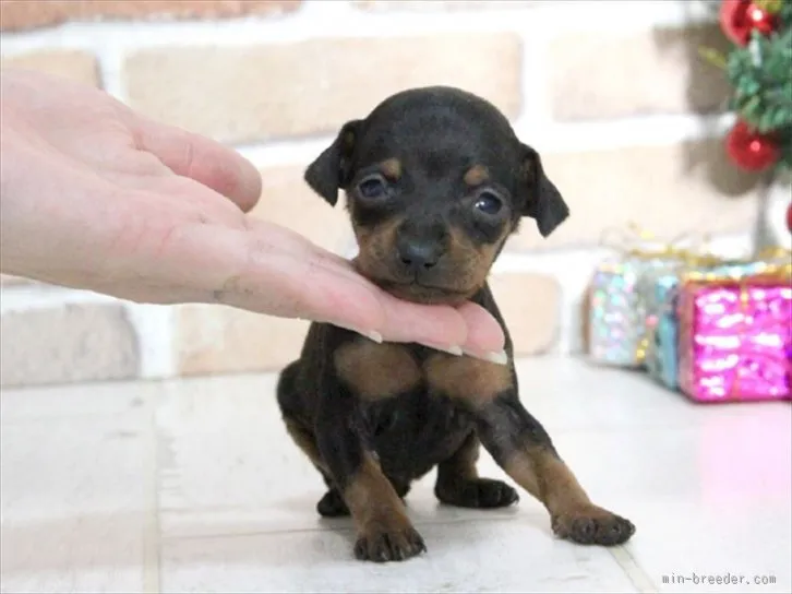 ID:1511-01510の子犬