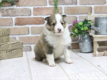 シェットランドシープドッグ【大阪府・男の子・2015年9月5日・セーブル】の写真「綺麗な毛色のイケメンくん！フルカラー」