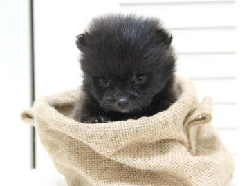 ポメラニアン【大阪府・男の子・2015年6月22日・ブラック】の写真「父：チャンピオン：極小」