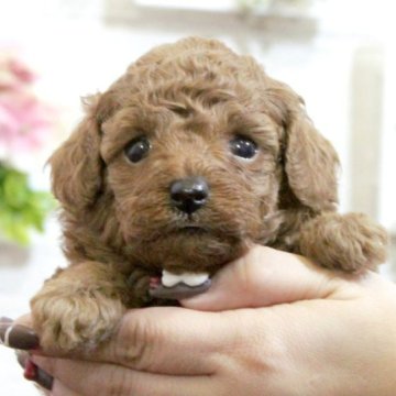 トイプードル(タイニー)【大阪府・女の子・2023年1月5日・レッド】の写真「優しい顔立ちで超かわいい♥」