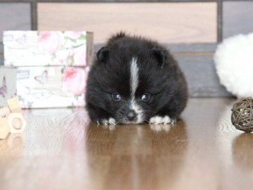 ポメラニアン【大阪府・男の子・2016年6月15日・ブラック&ホワイト】の写真「」
