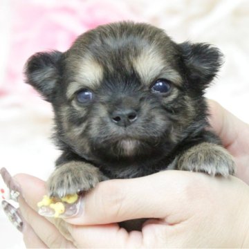 チワワ(ロング)【大阪府・男の子・2024年1月16日・レッド】の写真「可愛い4兄妹♥」
