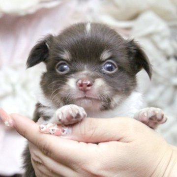 チワワ(ロング)【大阪府・男の子・2023年5月11日・チョコタン&ホワイト】の写真「可愛い3兄妹♥父親遺伝子検査クリア」