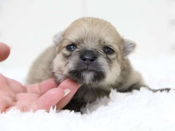 ポメラニアン【大阪府・女の子・2015年6月22日・クリームセーブル】の写真「父：チャンピオン」