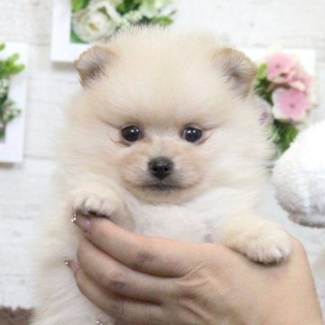 ポメラニアン【大阪府・女の子・2023年3月16日・クリーム】の写真「モフモフ4兄妹です♥」