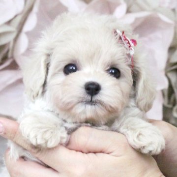 チワプー(チワワ×トイプードル)【大阪府・女の子・2024年6月21日・クリーム】の写真「タイニー～ティーカップサイズ予想♡かわいいチワプー」