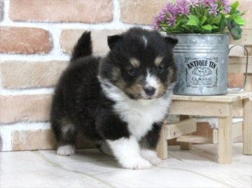 シェットランドシープドッグ【大阪府・女の子・2016年2月10日・トライ(8〜9分カラー】の写真「父・JCCグランドチャンピオン」