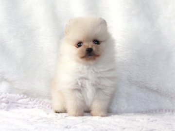 ポメラニアン【大阪府・女の子・2019年1月18日・クリーム】の写真「超絶可愛いスーパーガール❤︎」