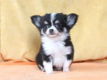 チワワ(ロング)【大阪府・女の子・2018年10月6日・ブラックタン&ホワイト】の写真「お残しします。」