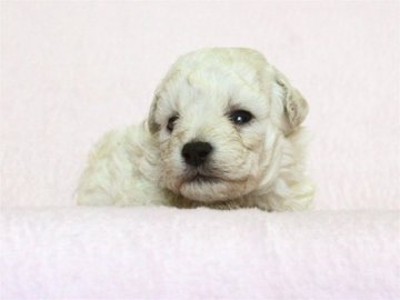 トイプードル(タイニー)【大阪府・女の子・2017年4月19日・ホワイト】の写真「色素濃く、健康優良児！」