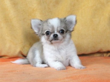 チワワ(ロング)【大阪府・男の子・2018年10月6日・フォーン&ホワイト】の写真「良血統♪日々可愛く成長しています♪」