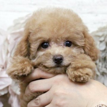 トイプードル(タイニー)【大阪府・女の子・2023年5月25日・アプリコット】の写真「とっても人懐っこい子です♥」