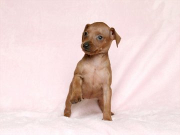 ミニチュアピンシャー【大阪府・女の子・2017年6月13日・スタッグレッド】の写真「良血統の期待の女の子」