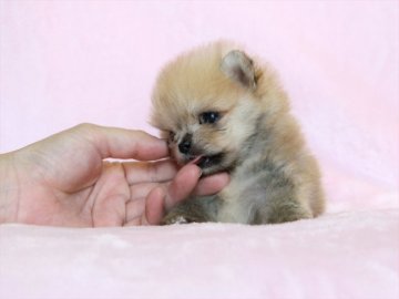 ポメラニアン【大阪府・男の子・2017年7月5日・オレンジ】の写真「小さいのに、毛量抜群！」