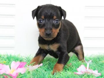 ミニチュアピンシャー【大阪府・男の子・2015年3月26日・ブラックタン】の写真「ミニピンの事ならお任せください！！」