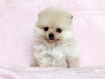ポメラニアン【大阪府・男の子・2017年4月19日・クリーム】の写真「極小のとっても小さな王子様」