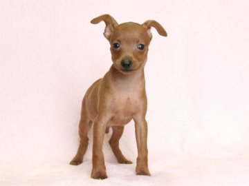 ミニチュアピンシャー【大阪府・男の子・2017年6月16日・レッド】の写真「父:チャンピオン」