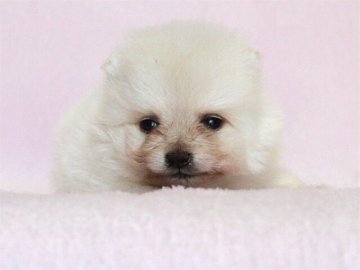 ポメラニアン【大阪府・女の子・2017年4月19日・ホワイト〜クリーム】の写真「小ぶりで毛足の長いお姫様」
