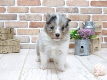 シェットランドシープドッグ【大阪府・男の子・2016年2月10日・ブルーマール】の写真「小さな子です。父JCCグランドチャンピオン」