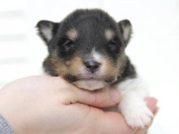 シェットランドシープドッグ【大阪府・男の子・2015年2月9日・トライ】の写真「父：ＪＣＣグランドチャンピオン」