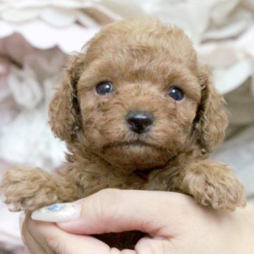 トイプードル(タイニー)【大阪府・男の子・2023年6月29日・レッド】の写真「可愛い４兄妹♥」