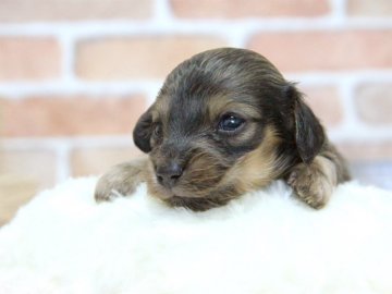 ミニチュアダックスフンド(ロング)【大阪府・女の子・2016年4月23日・シェーデッドレッド】の写真「稀にみる抜群の可愛さ！」