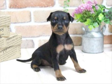 ミニチュアピンシャー【大阪府・男の子・2015年9月13日・ブラックタン】の写真「専門犬舎！ツヤッツヤの綺麗なブラタン！」