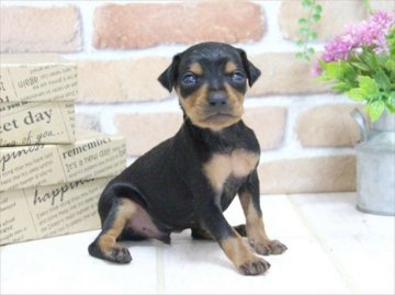 ミニチュアピンシャー【大阪府・男の子・2015年9月13日・ブラックタン】の写真「専門犬舎！ツヤッツヤの綺麗なブラタン！」