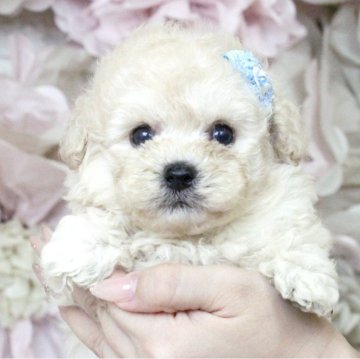 チワプー(チワワ×トイプードル)【大阪府・男の子・2024年6月13日・クリーム】の写真「父親チワワ×母親タイニープードル♡チワプー4兄妹」