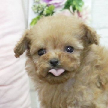 トイプードル(ティーカップ)【大阪府・女の子・2022年12月1日・アプリコット】の写真「両親共にティーカップサイズ♥可愛い4兄妹」