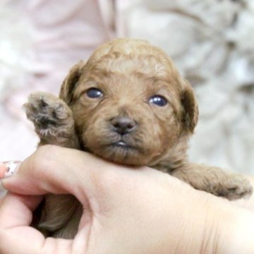 トイプードル(タイニー)【大阪府・女の子・2023年5月25日・アプリコット】の写真「可愛い3兄妹誕生♥父親はティーカップ」