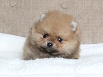 ポメラニアン【大阪府・女の子・2017年10月26日・オレンジ】の写真「鼻ぺちゃ激キュンガール」