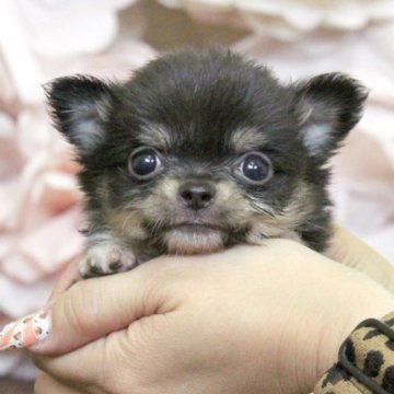 チワワ(ロング)【大阪府・女の子・2023年4月20日・ブラックタンホワイト】の写真「可愛いチワワの兄妹誕生♥」