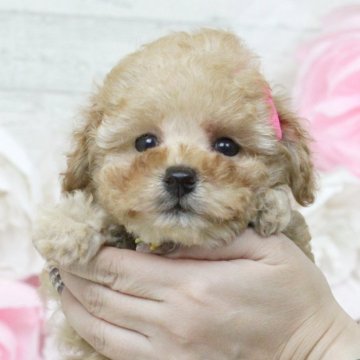 トイプードル(タイニー)【大阪府・女の子・2023年12月13日・アプリコット】の写真「可愛い女の子♥父親は1.5kgのティーカップ」