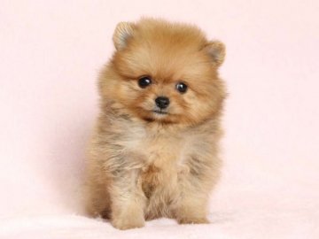 ポメラニアン【大阪府・女の子・2017年7月1日・オレンジ】の写真「お残し検討中の女の子」