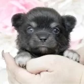 チワワ(ロング)【大阪府・男の子・2024年1月16日・ブラックタン】の写真1