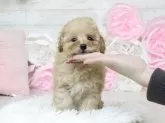 タイニープードル【大阪府・女の子・2023年12月13日・アプリコット】の写真2