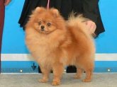 ポメラニアン【・男の子・2016年3月7日・オレンジ】